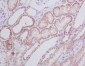 Anti-BNIP3 Rabbit Monoclonal Antibody